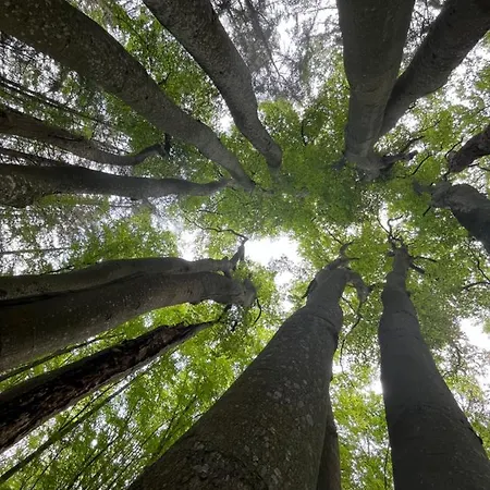 Appartamento Dom W Trawach *