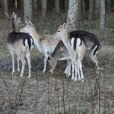 Apartament Dom W Trawach Smoldzinski Las