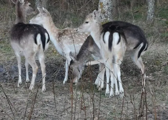 Lägenhet Dom W Trawach Smoldzinski Las